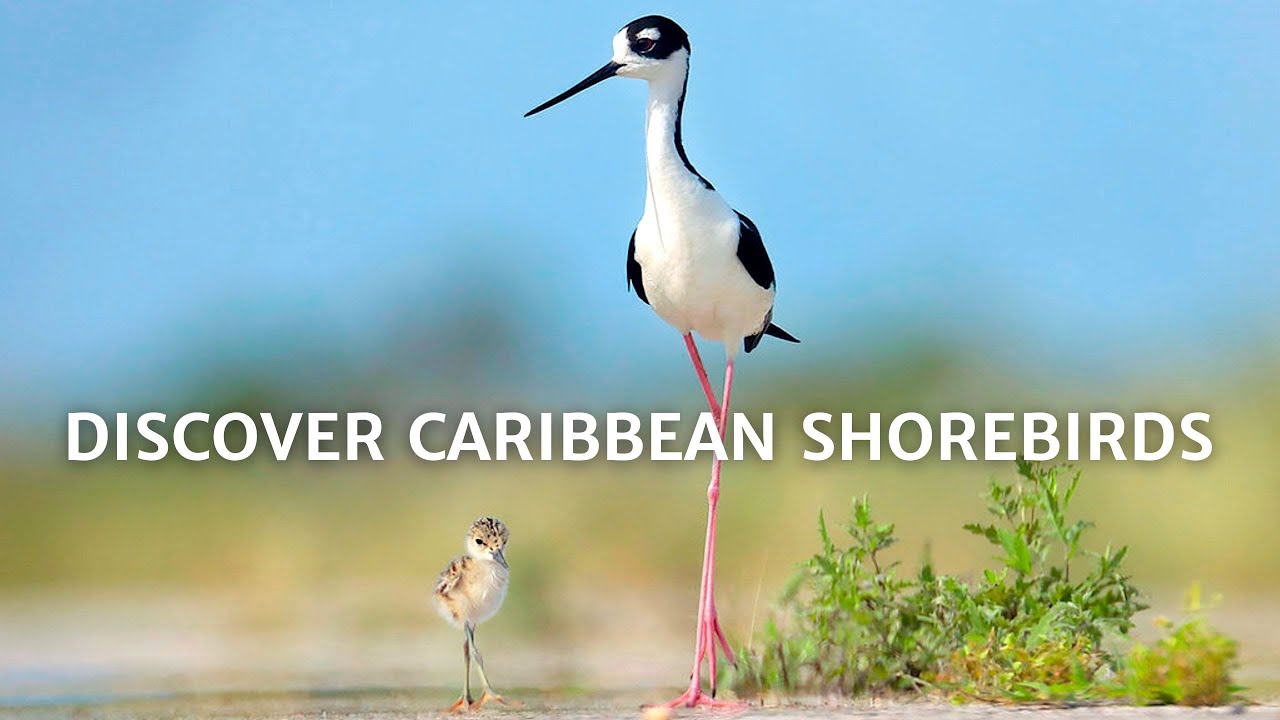 Discover Caribbean Shorebirds