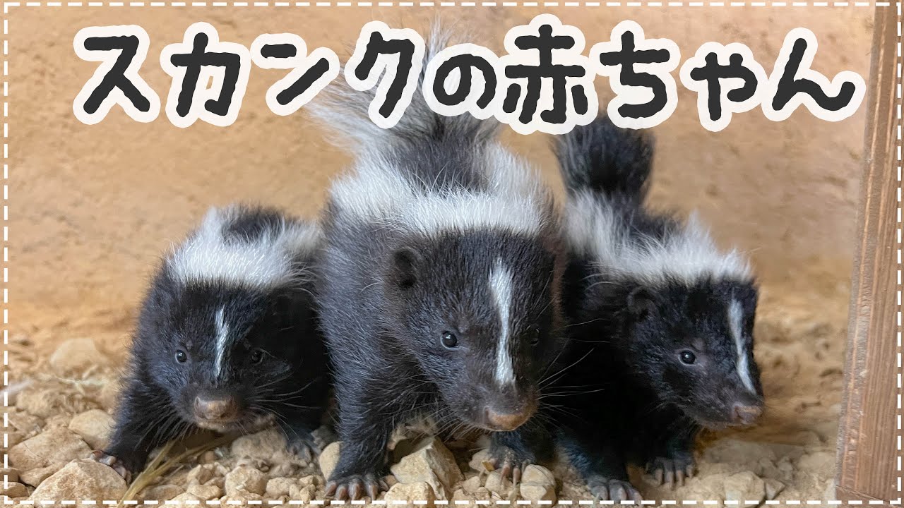 【赤ちゃん誕生】シマスカンクが３頭うまれました！