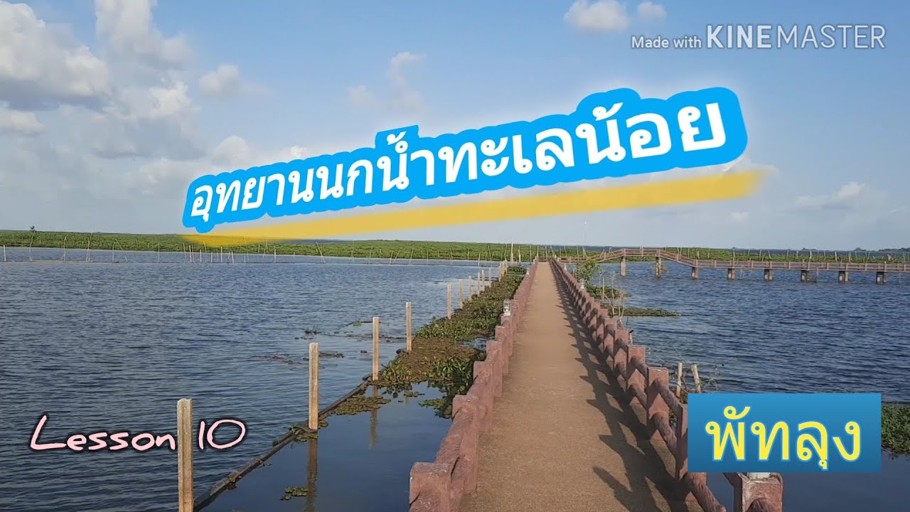 นกน้ำทะเลน้อย ดูนกยามเย็น |พัทลุง