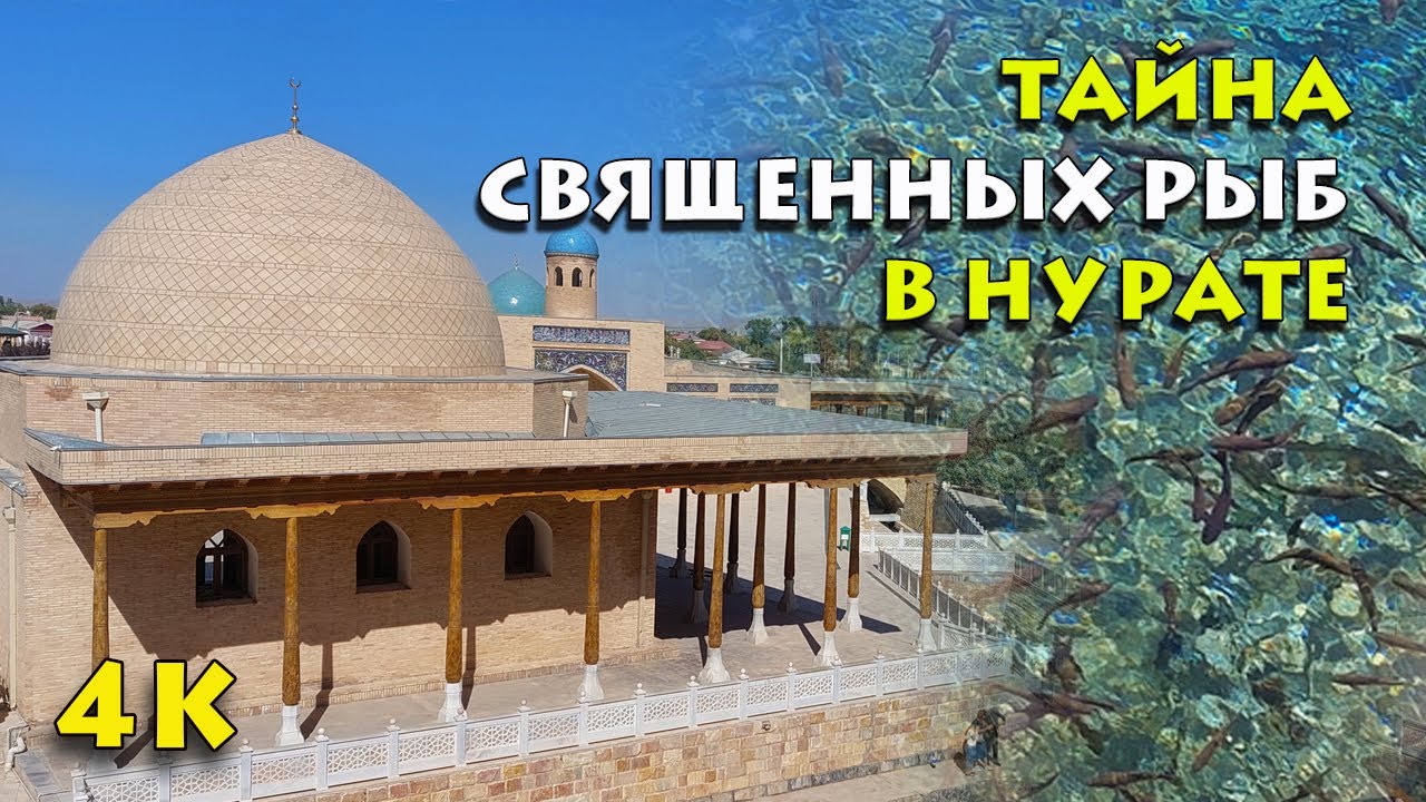 Тайна священных рыб в 4К: Удивительные секреты чашмы Нурате