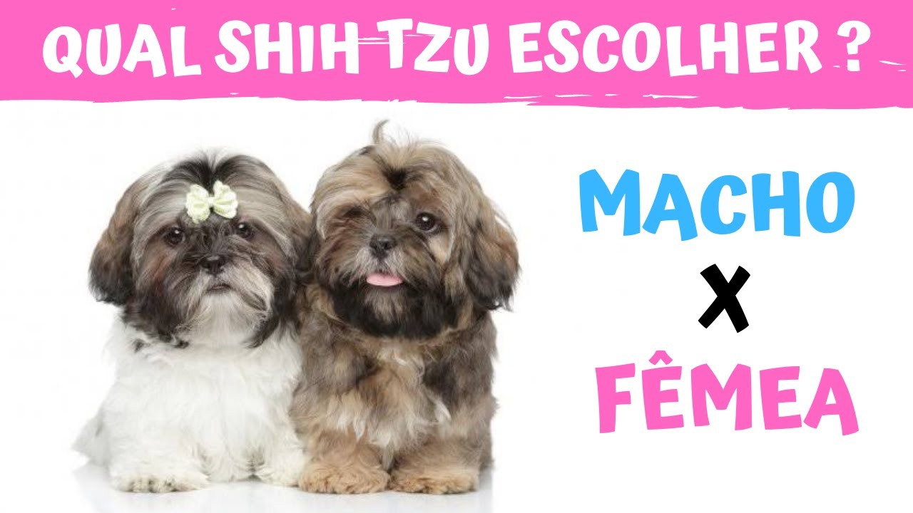 QUAL SHIH TZU ESCOLHER MACHO OU FÊMEA? | Diferenças, vantagens e desvantagem