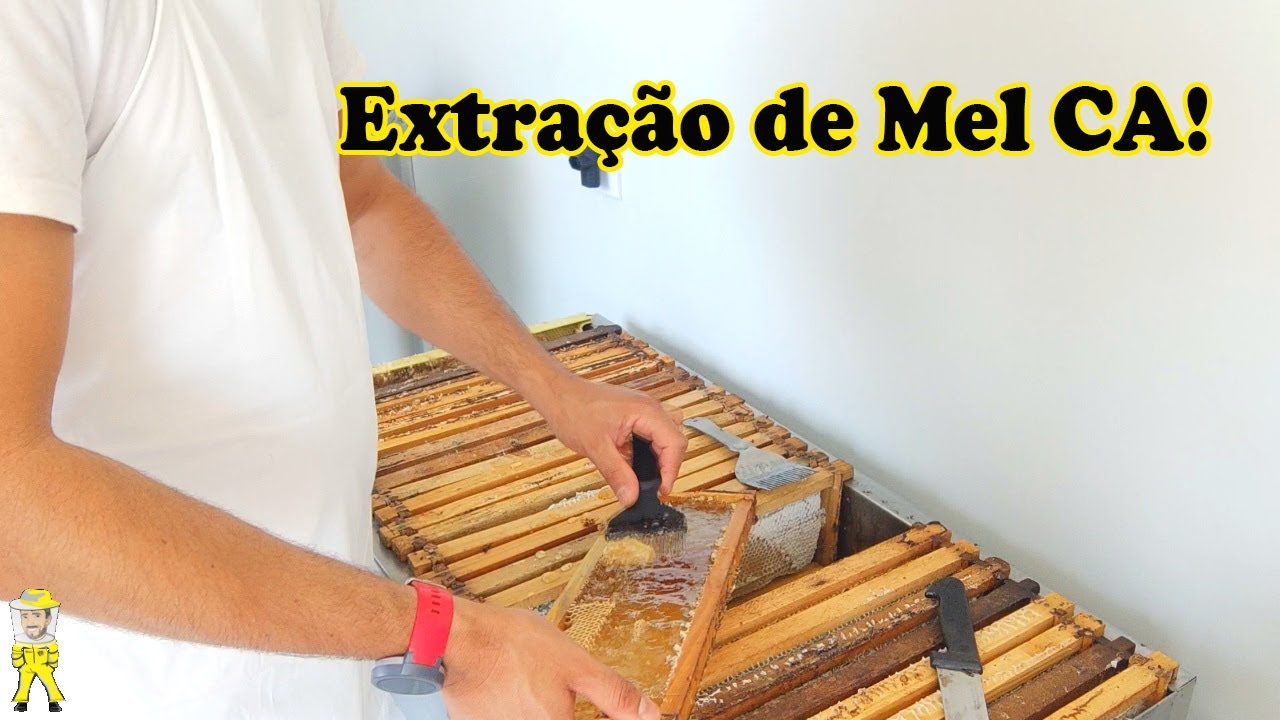 EXTRAÇÃO, BENEFICIAMENTO E ENVASE DO MEL | CRIANDO ABELHAS