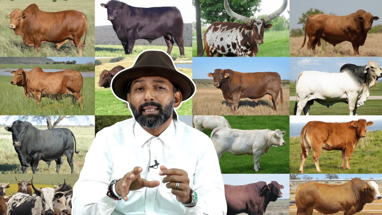 Jenis-Jenis Lembu di Dunia