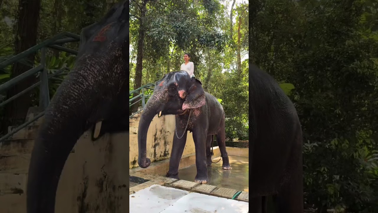 Elephant Shower #musttry #elephant #shower #fun #enjoy #kerala #thekkady