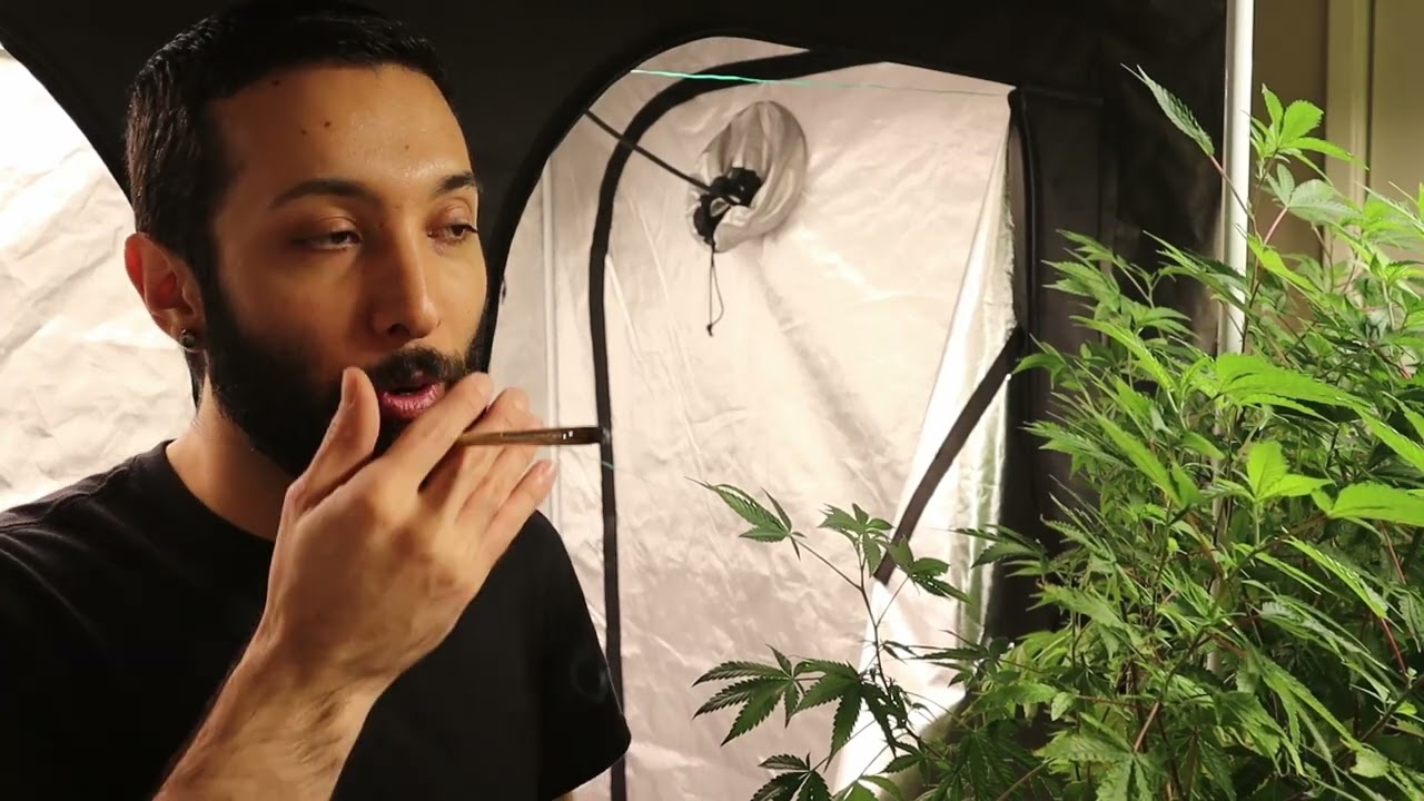 Day 17 VEG Day By Day Grow Journal Slurricane Pheno #3 and Sticky Glue