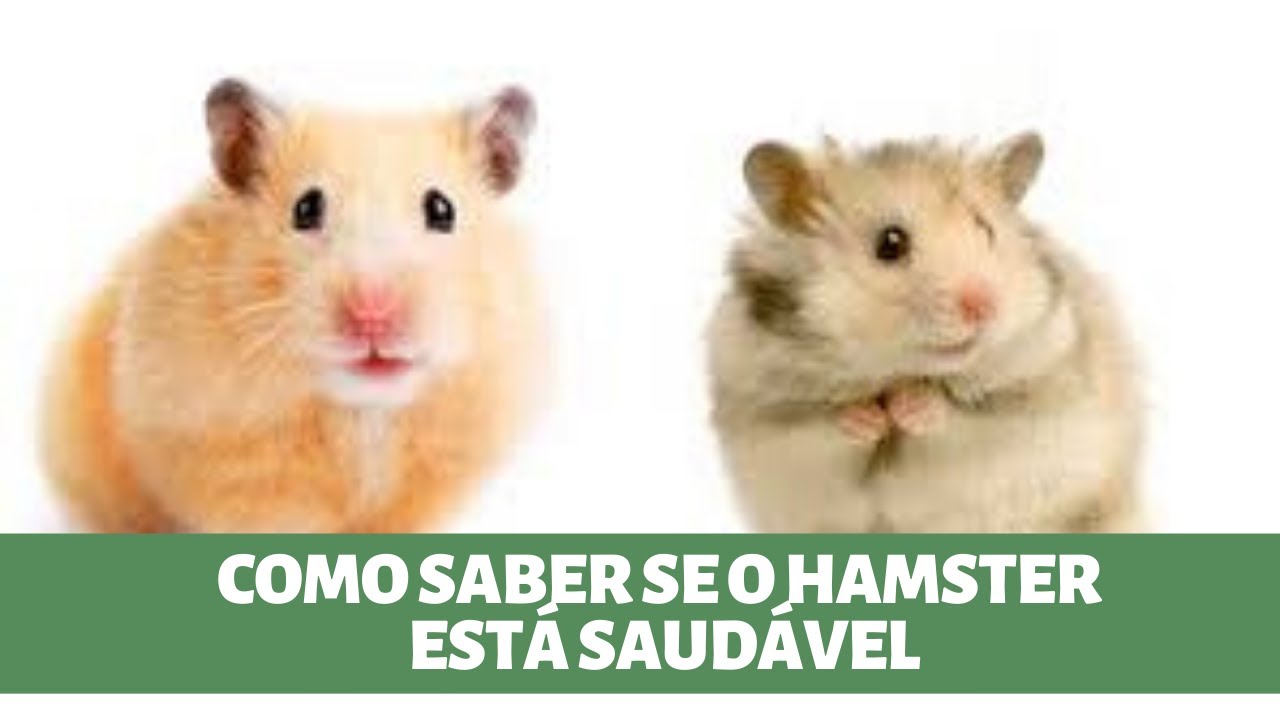 Como saber se o hamster está saudável.