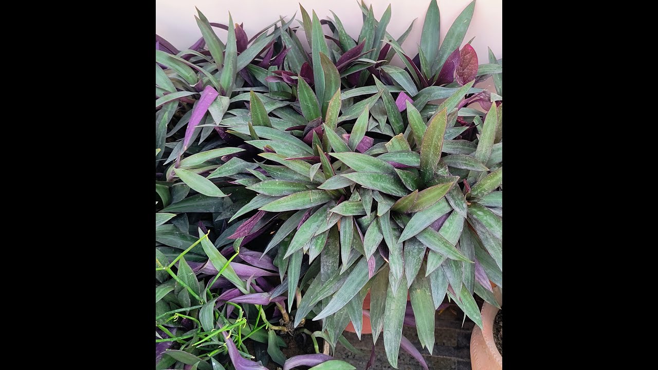 How To Propagate a Rhoeo Plant or Boat Lily Plant from cutting? Rhoeo plant को कटिंग से कैसे उगाएं 