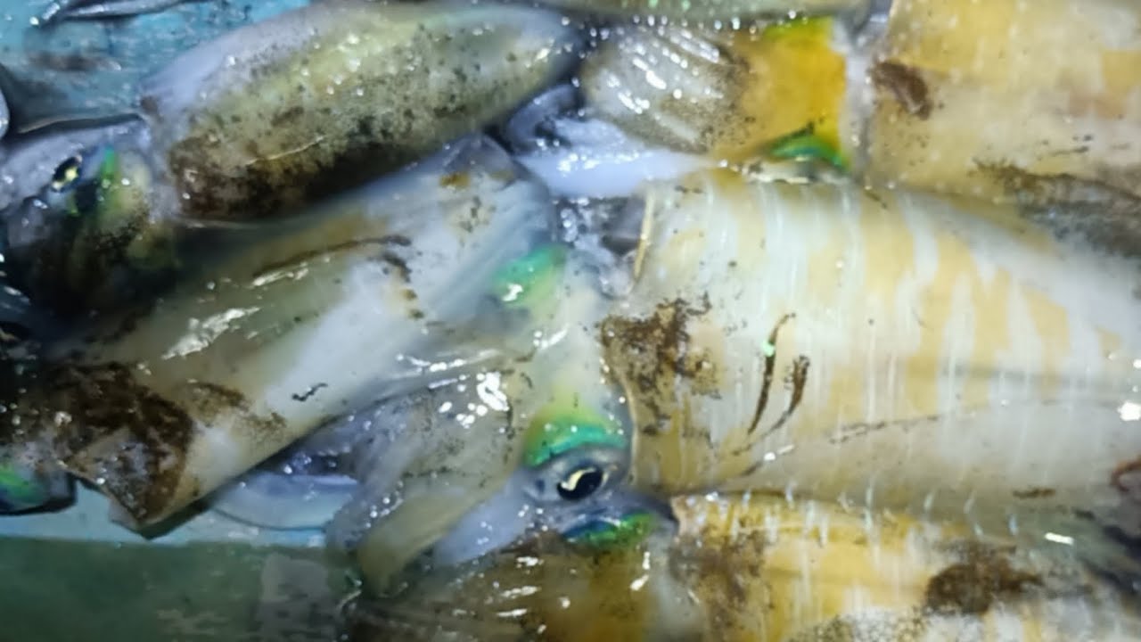 PUSIT LUMOT NAMAN ANG HULI