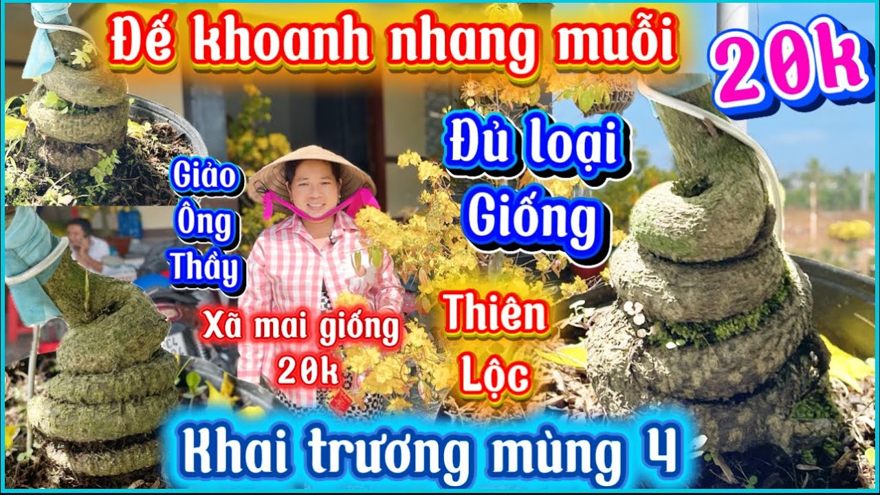 20-2-2026☎️0333 821 029📲 giao lưu đủ loại mai giống mới cũ có đủ mã số cuối líp 