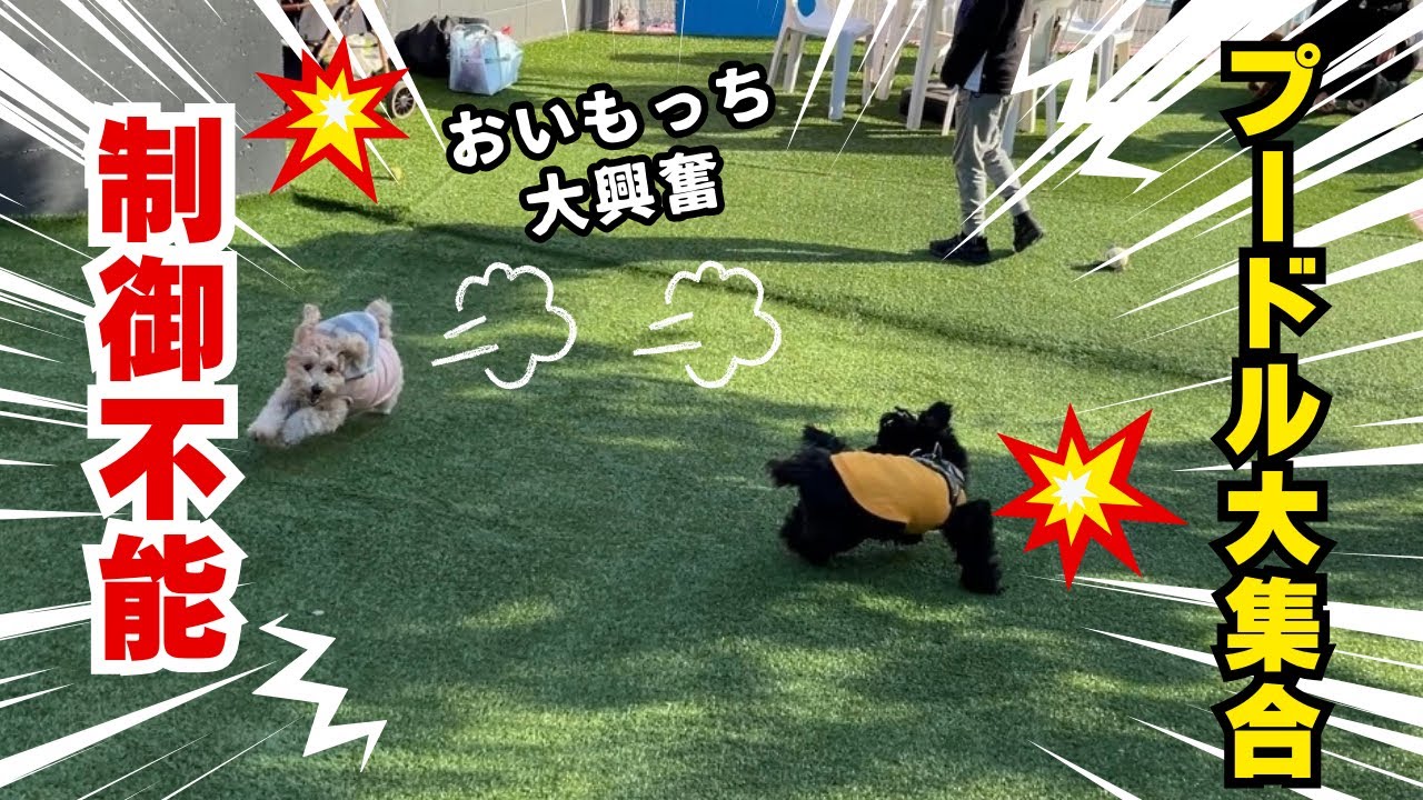 【元保護犬トイプードル】ドッグランがカオス！大量のプードルに囲まれてテンションが爆発した犬