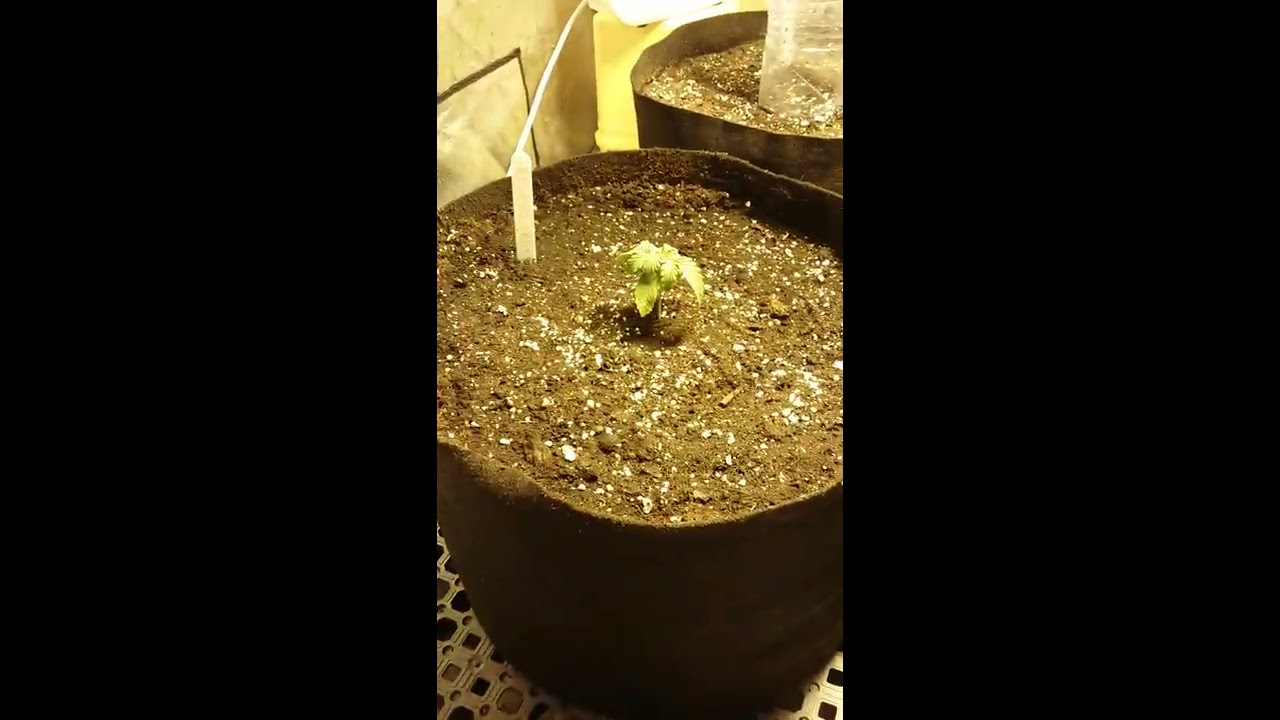 Love gang 2.0 autoflowers. Blue dream, pineapple express, brooklyn sunrise, hindu kush