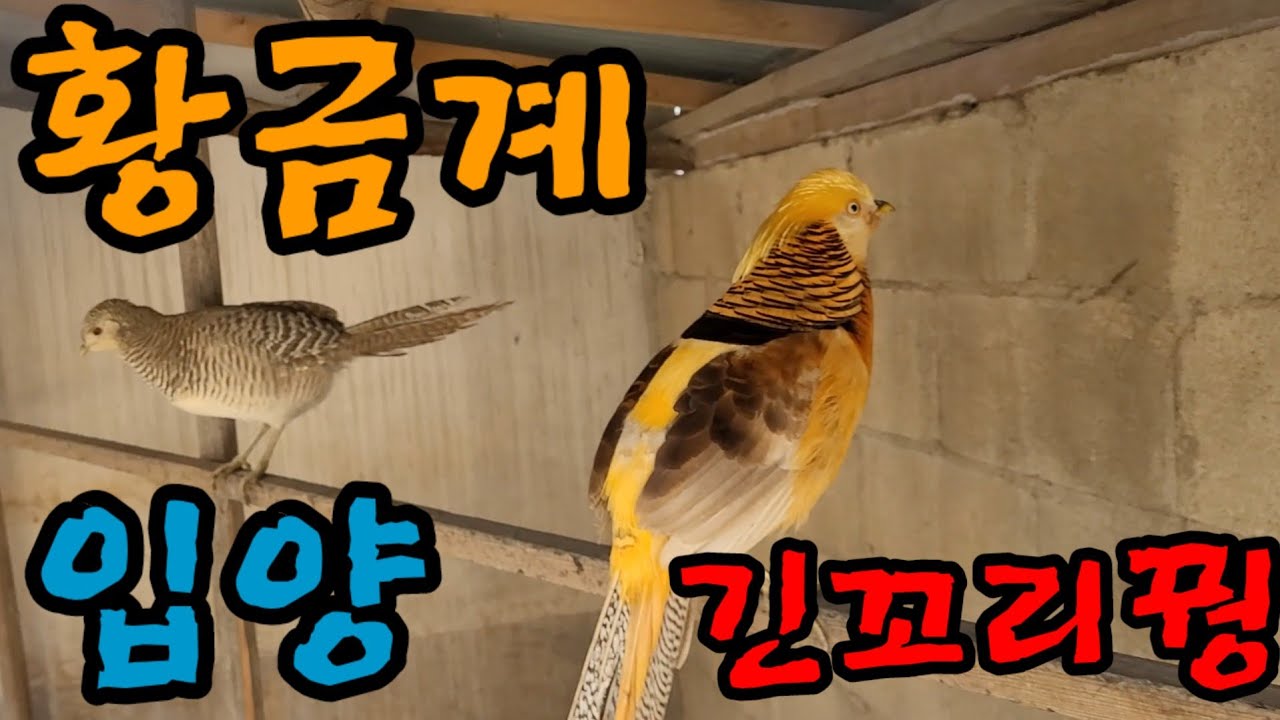 나루팜 새식구 입양.황금계 긴꼬리꿩