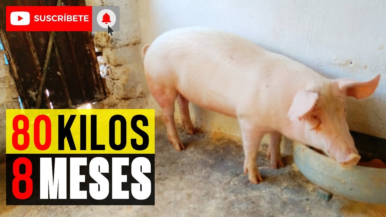 &iquest;Es Negocio ENGORDAR CERDOS? con puro MA&Iacute;Z y SOYA | Mi Experiencia
