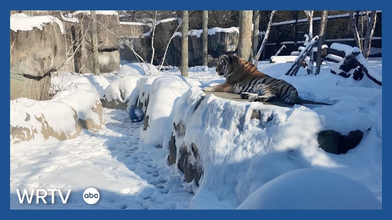 Here's how the animals at the Indianapolis Zoo are coping with the cold