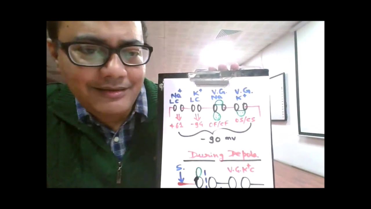 Voltage Gated Sodium & Potassium Channels - Basic Concepts
