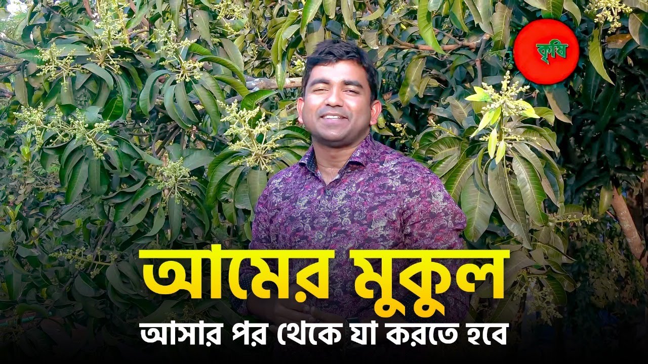 আমের মুকুল আসার পর থেকে যা করতে হবে