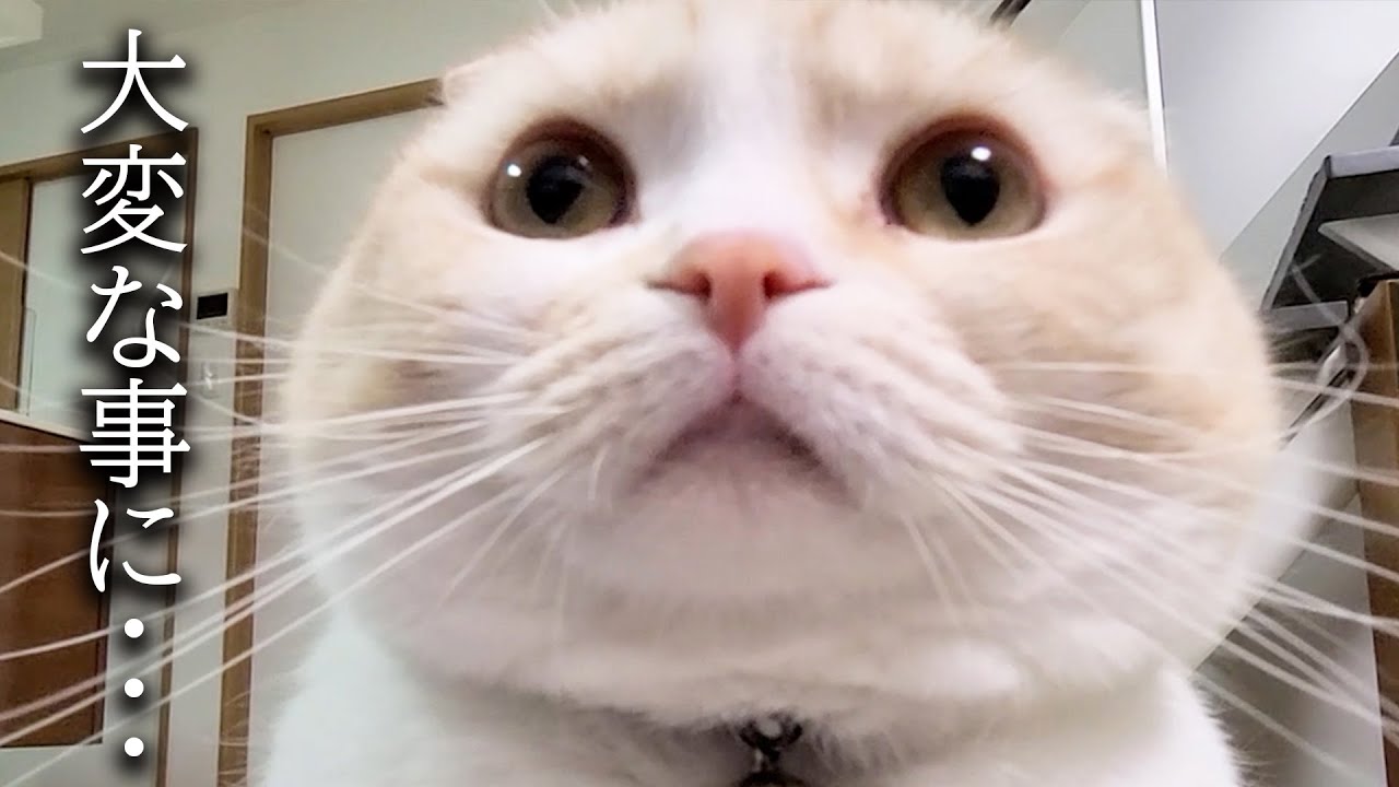 巨大迷路にチャレンジした結果犬と猫のリアクションが100点すぎた...