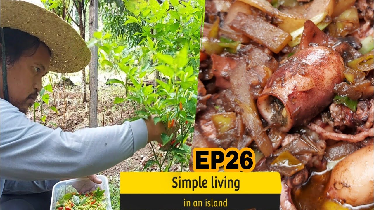 Pusit|Squid Stir Fry mukbang |Harvesting my Chili to make Sukang Sawsawan|Simple living in an island
