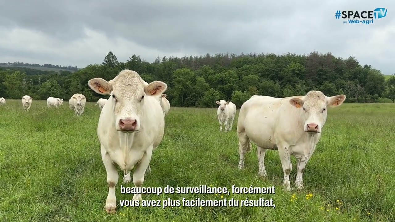 100 vêlages en charolais sur 6 semaines chez Sandra Kalinowski