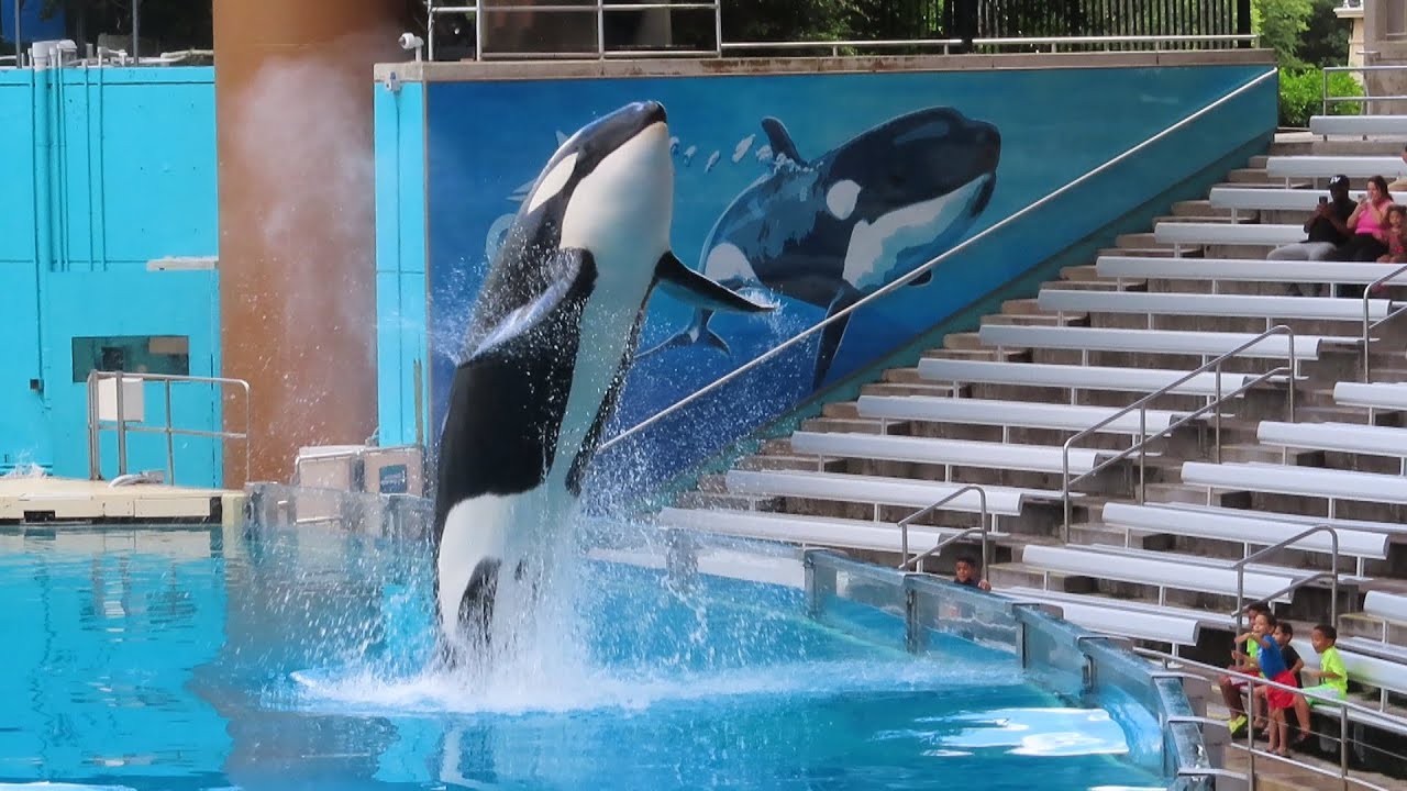 One Song | Full Orca Encounter Segment 10/28/25 (1)