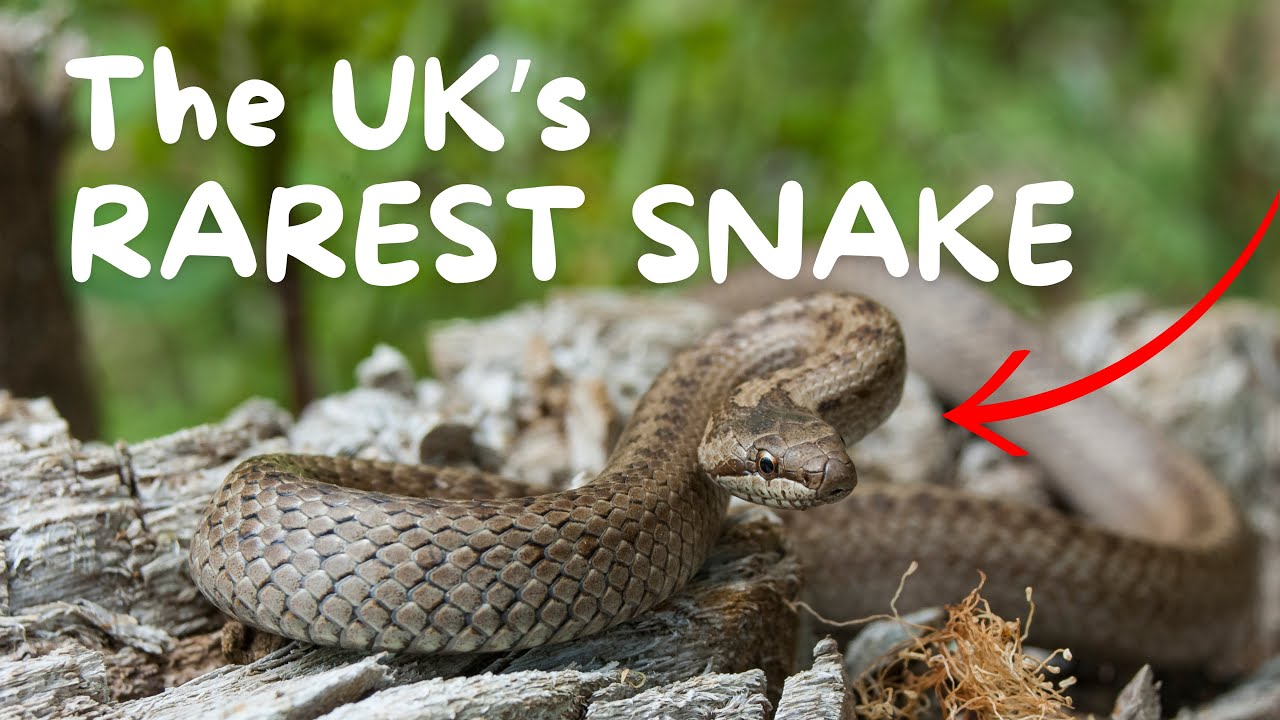 Finding the uks RAREST Reptile!