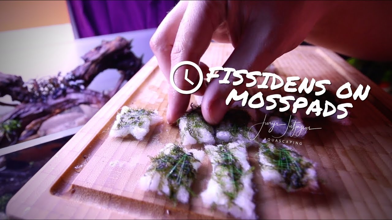 Fissidens Sushi 🍣 How to attach Fissidens fontanus aka Phoenix Moss in your aquarium