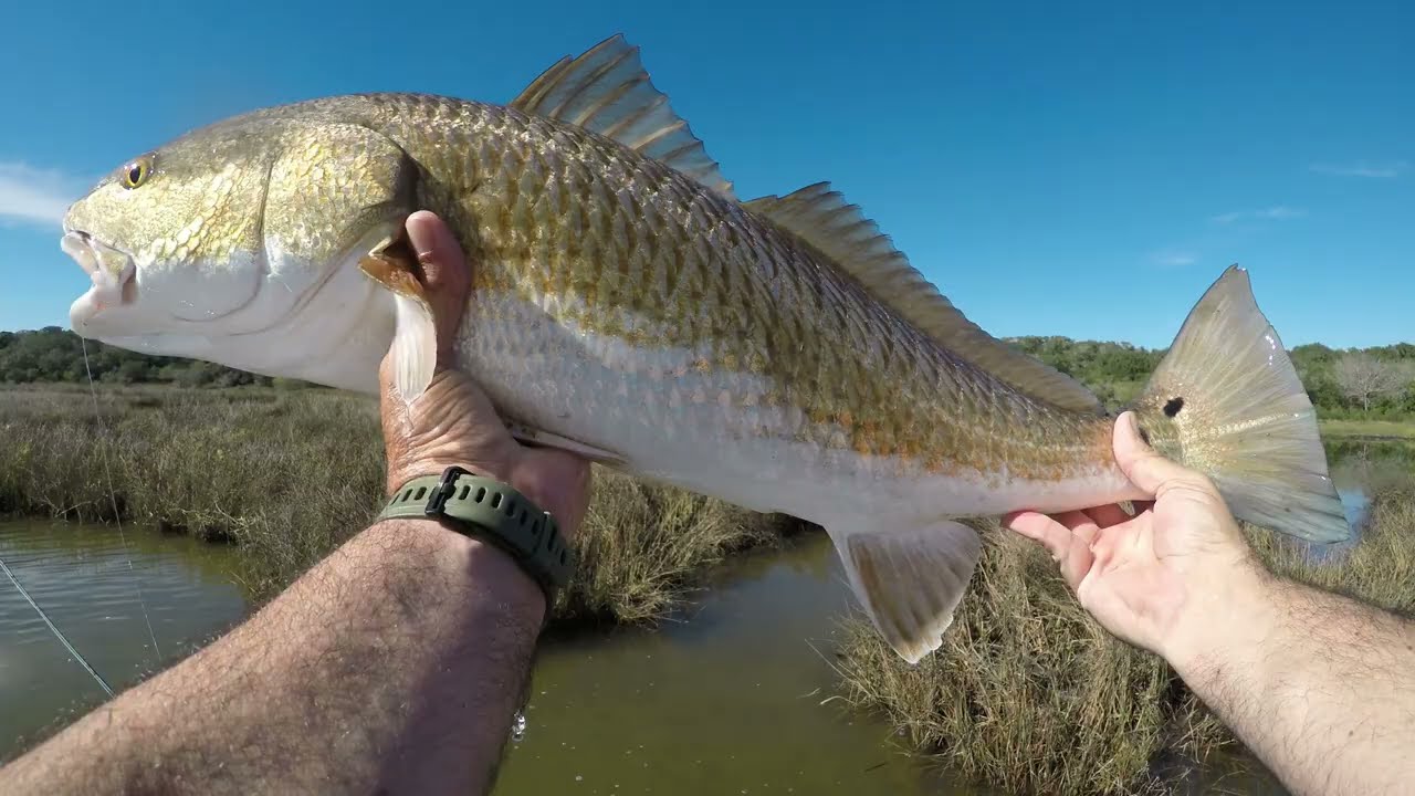 Big RedFish in Skinny Water..Fly Fishing South Texas!!!