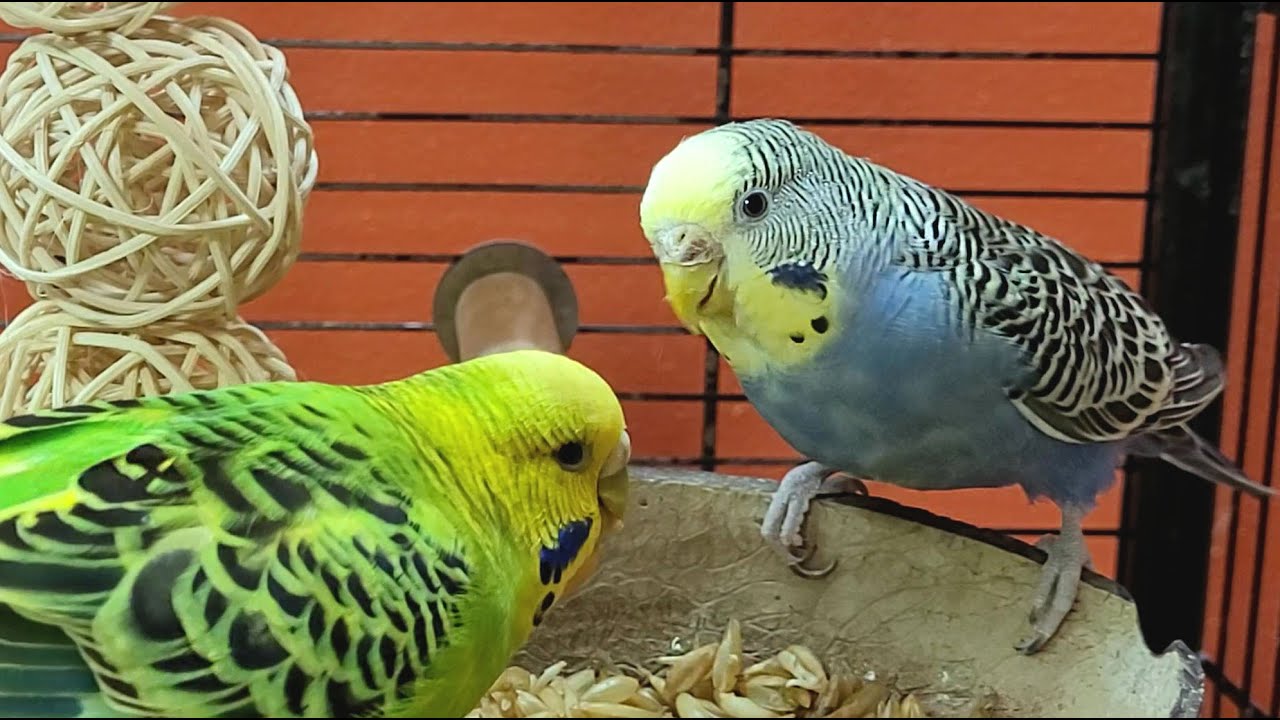 7 hours of budgie sounds