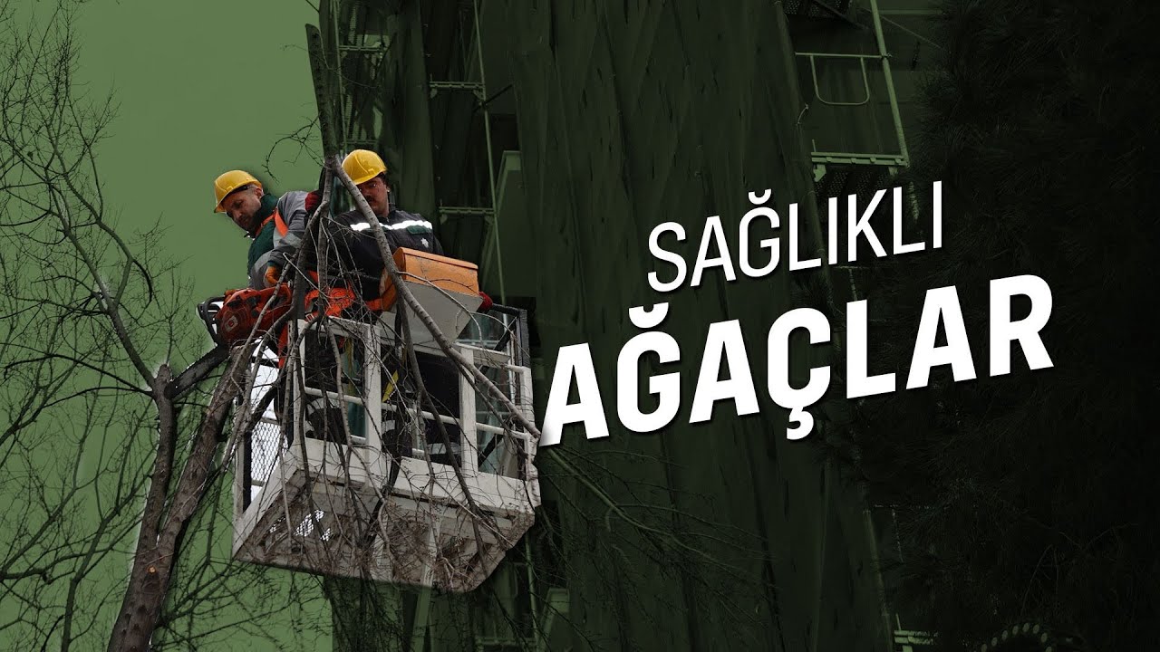 Sağlıklı Ağaçlar