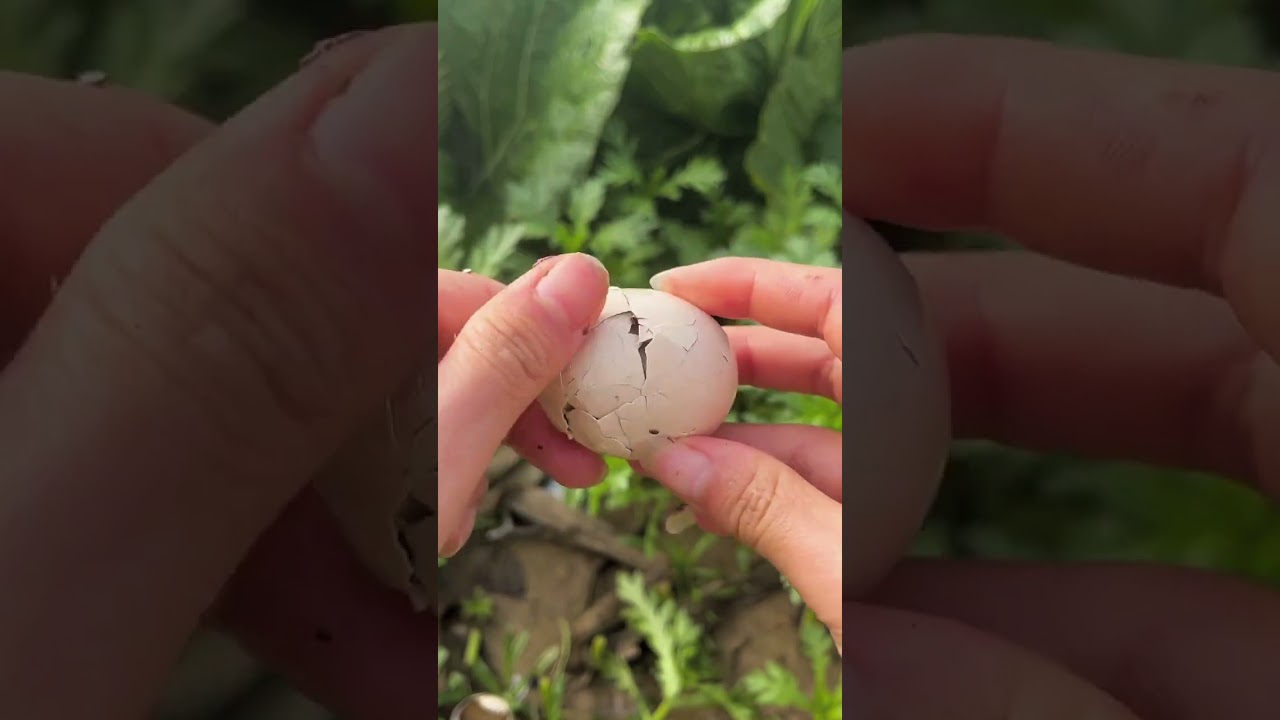 Mummy Eggs 