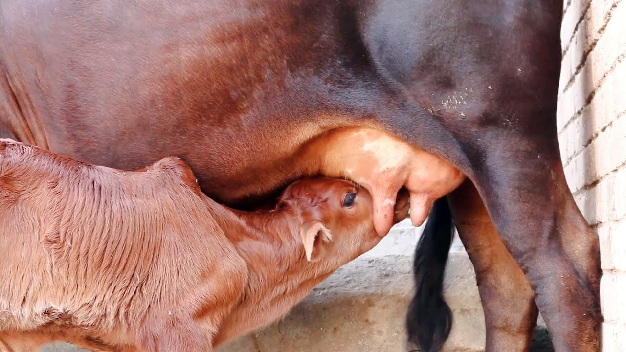 Cute calf drinking mama's milk