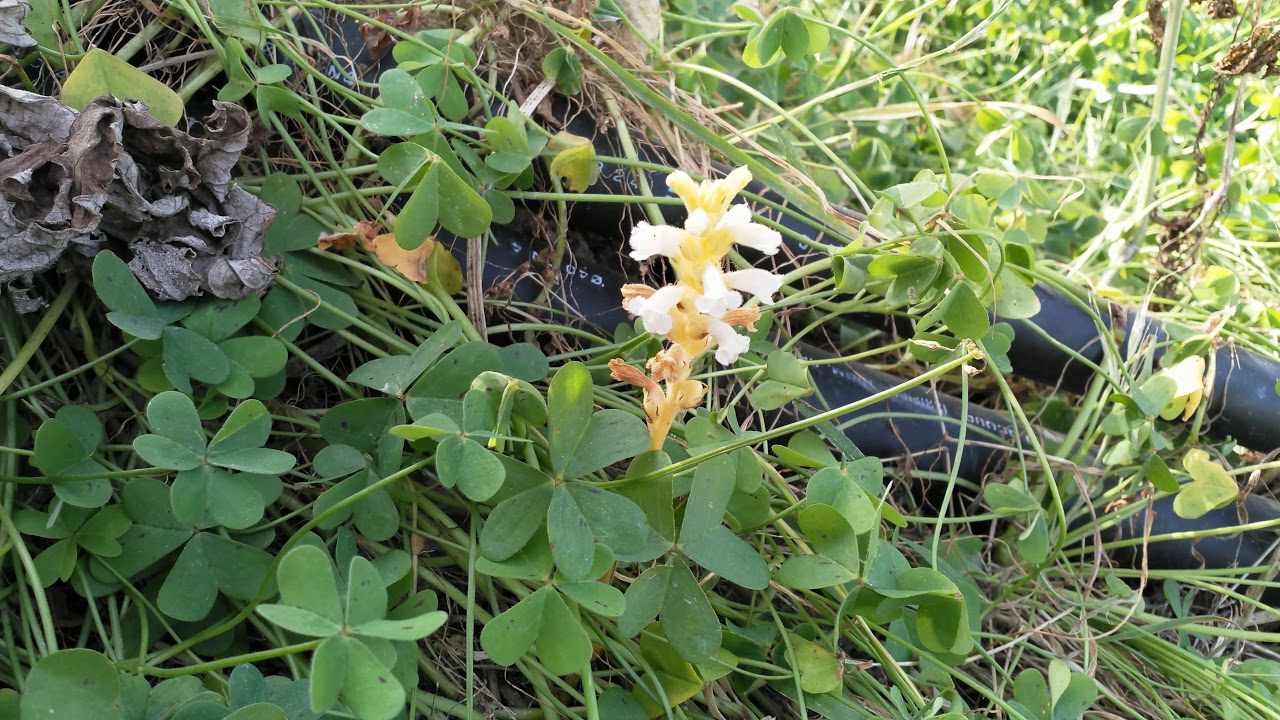 Il-budebus - broomrape