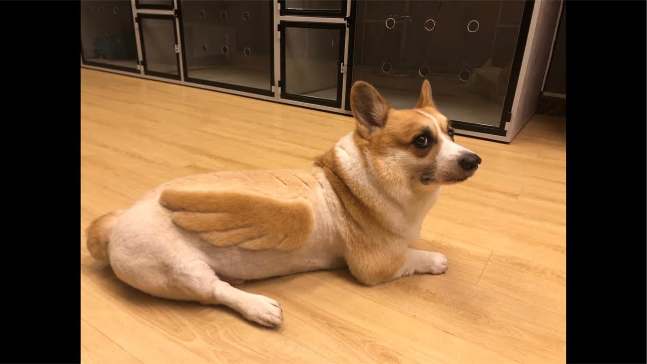 corgi dogs 26/1