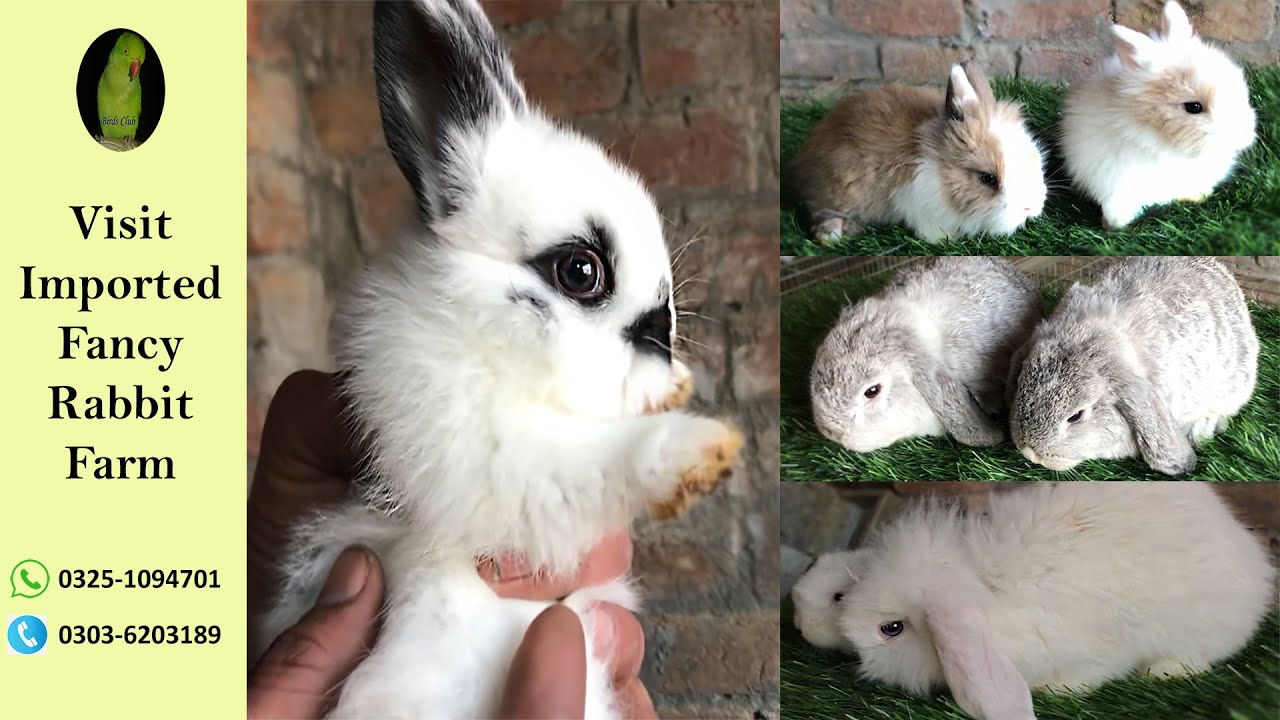 Fancy Rabbit Farm - Imported Rabbit Breeds - Small Part Time Business - Rabbit Farming (part-1)