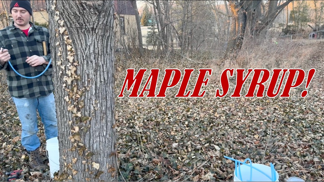 How to Tap Maple Trees for Homemade Syrup: Easy DIY Guide