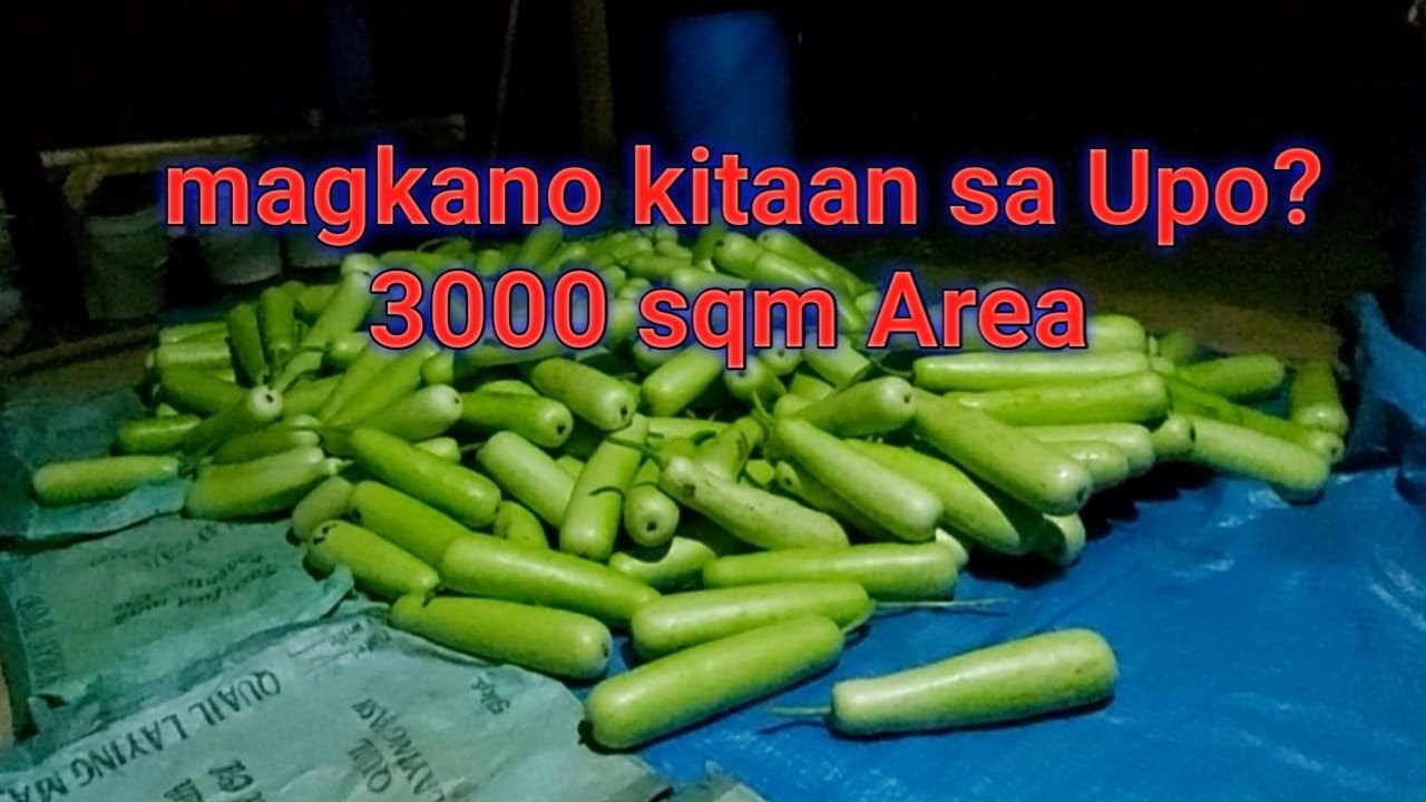 magkano ang kita sa upo in 3000 sqm area (mayumi f1)