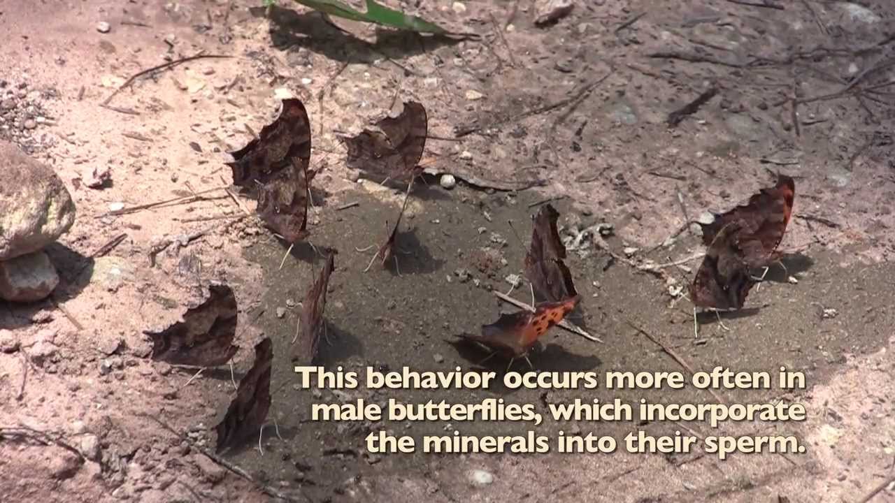 Butterfly Puddling