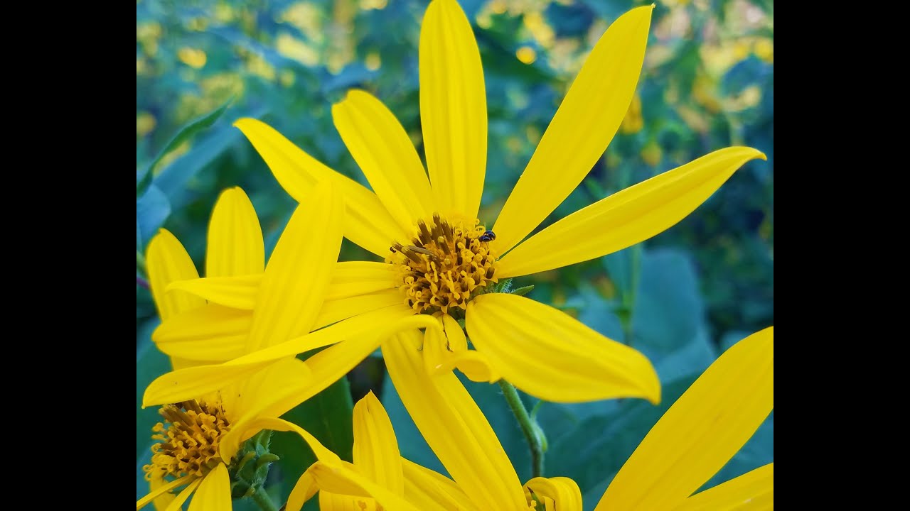 Jerusalem Artichoke, Helianthus tuberosus