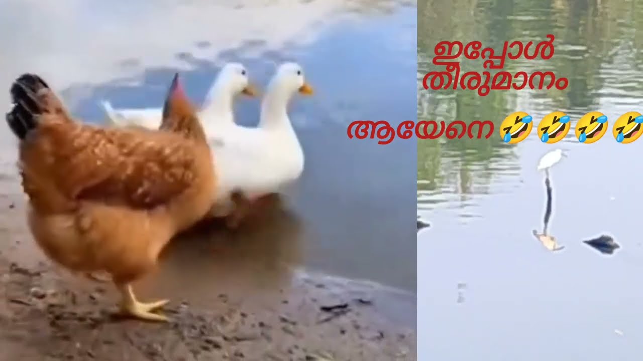 ഇപ്പോൾ തീരുമാനം ആയേനെ 🤣🤣🤣🤣🤣
