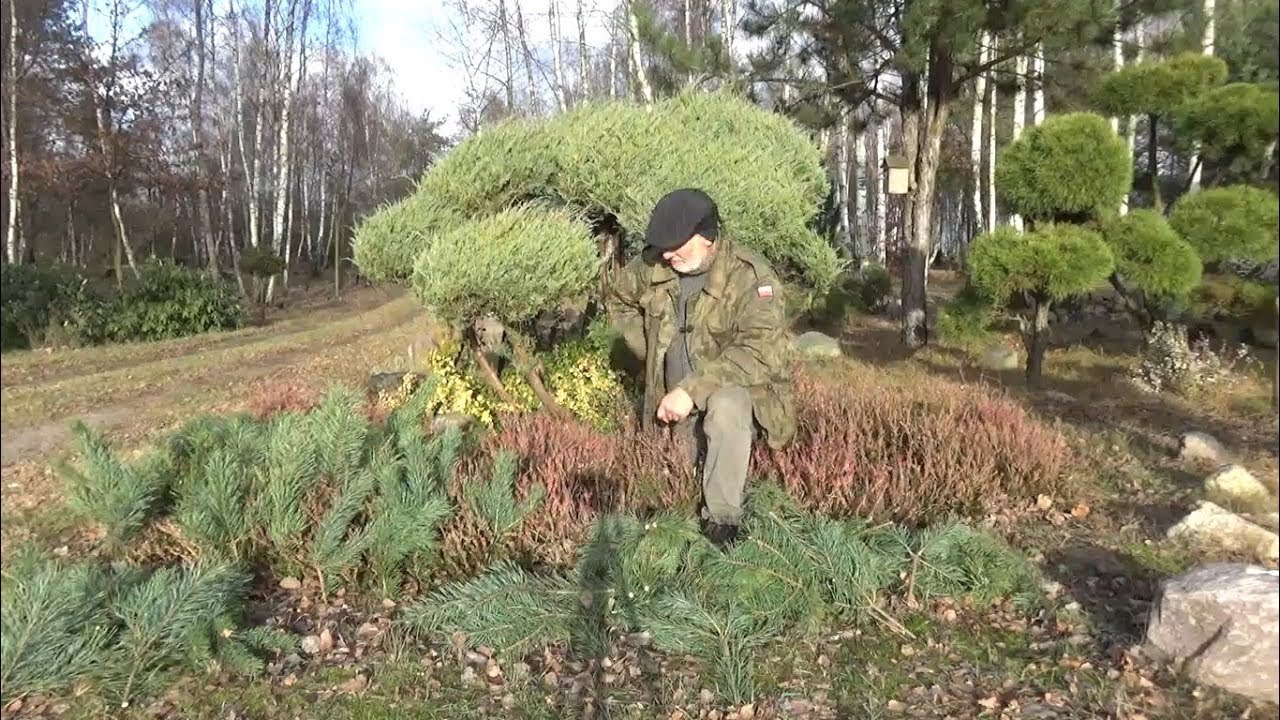 Jak zabezpieczyć wrzosy i azalie japońskie przed susza mrozową?