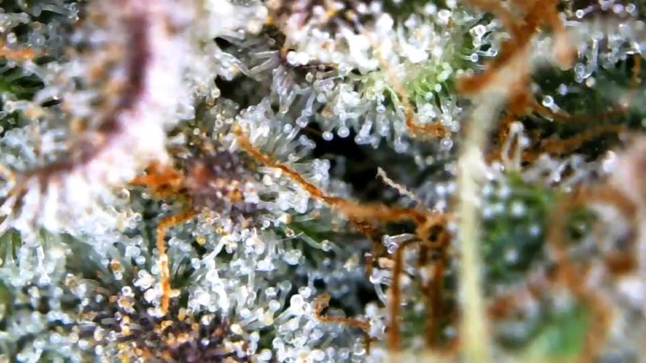 Thricomes with Amber Clouds
