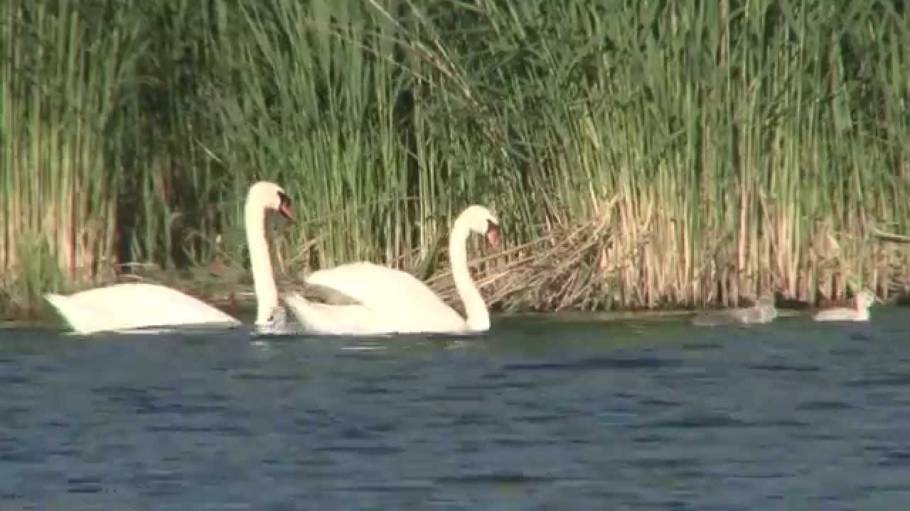 Kormoran, Schwan, Nil- und Kanadagans - Entdeckungsreise ins Tierreich