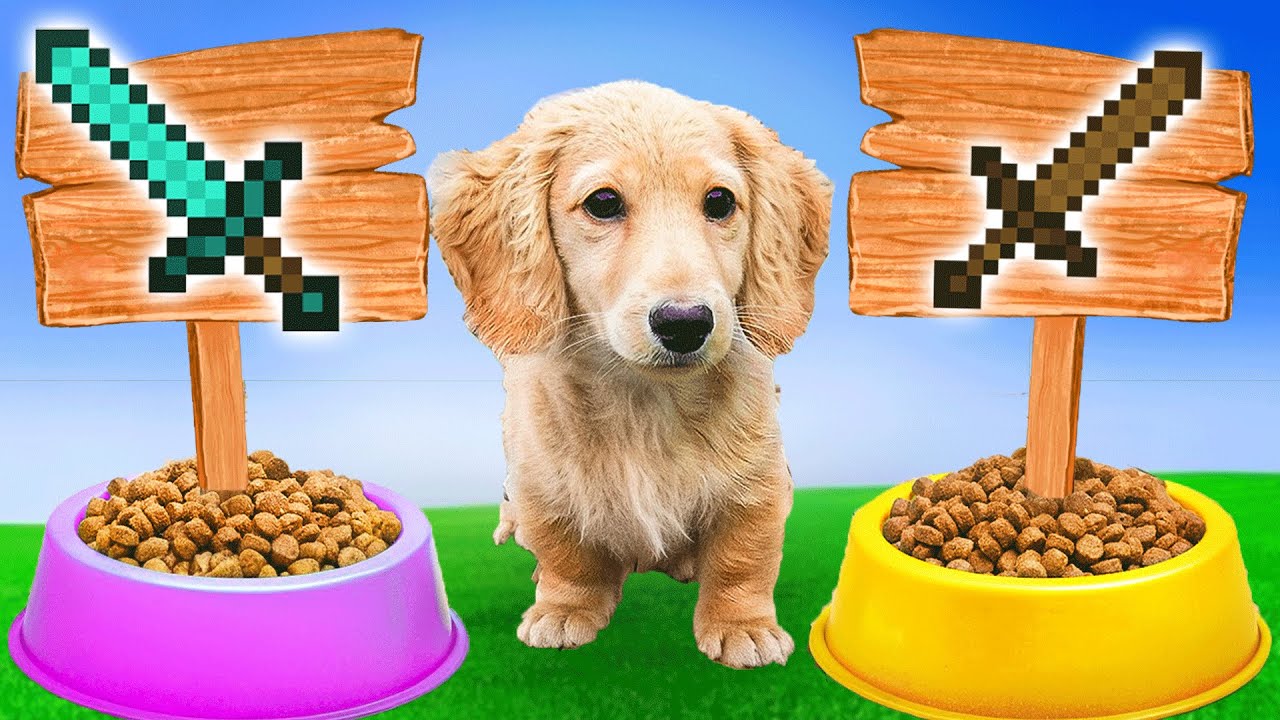 PUPPY MOOS BEPAALT MIJN MINECRAFT POTJE!