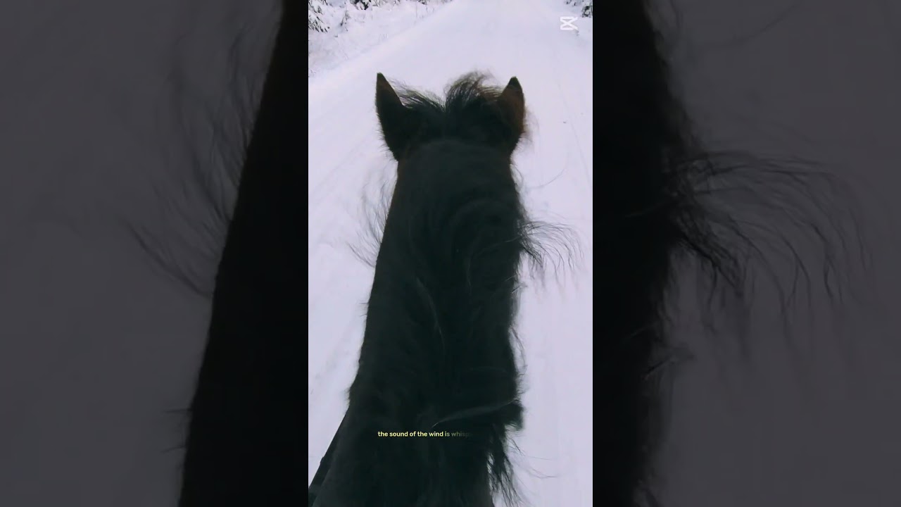 #horse #ponypower #equestrian #pony #bestpony #riding #ponyfun #ponyride #snow #fyp