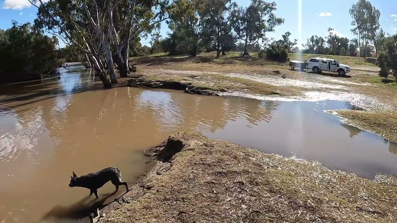 Bingara Free Camping