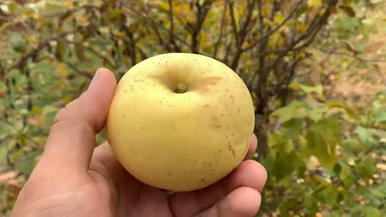 Winter Banana Apple Tasting