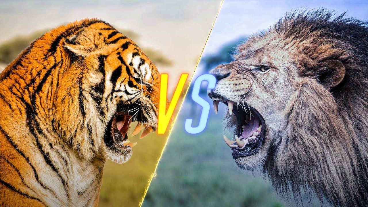 Tiger VS Lion