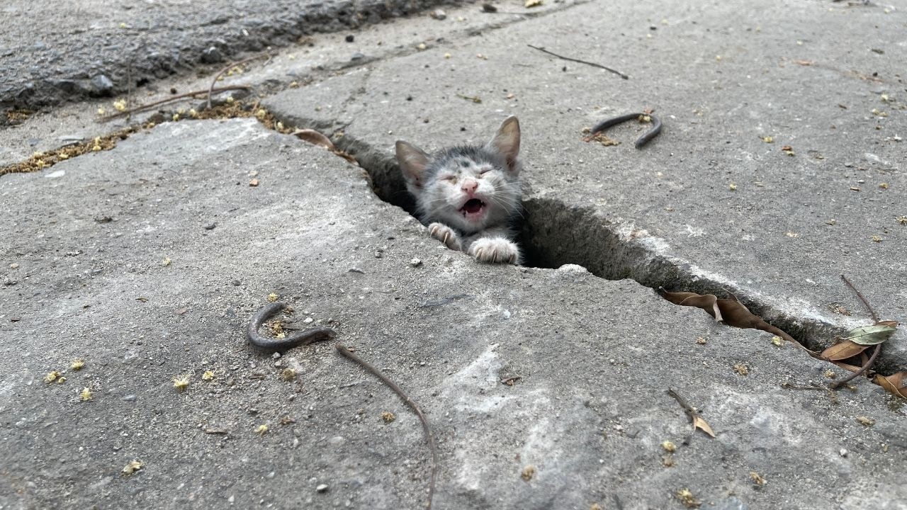 Спасение плачущего котенка, застрявшего в водостоке – от страха к любящему дому 🐱❤️