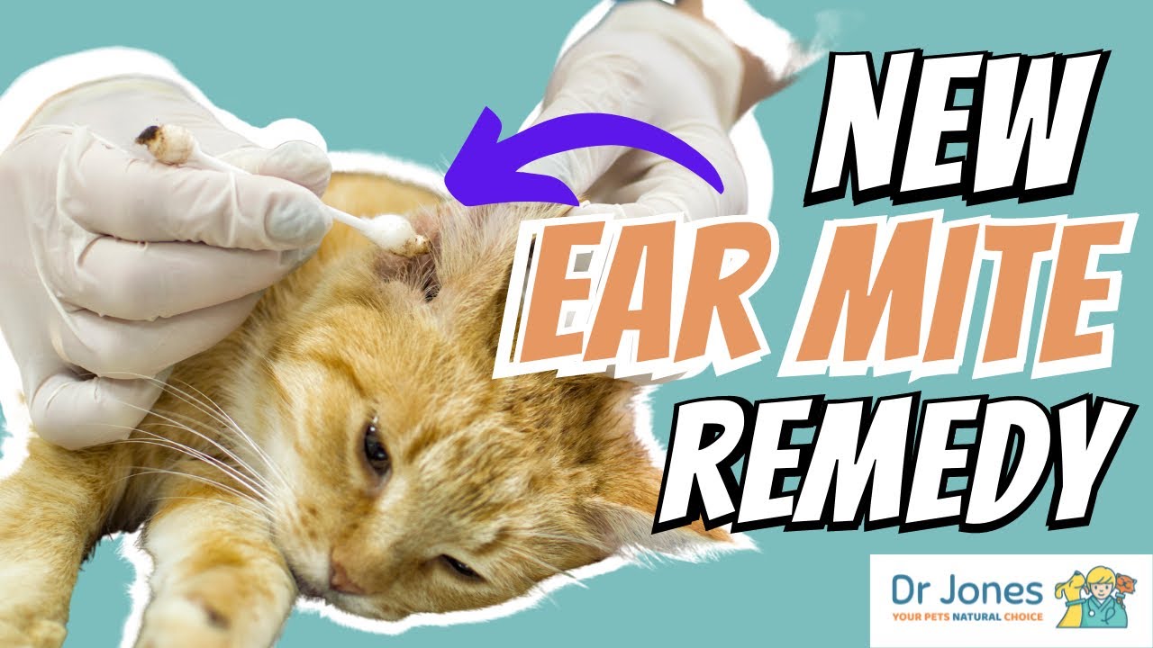 Stop Ear Mites! Try This Ear Mite Remedy to Stop the Scratch!