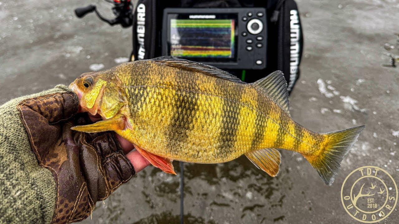 Ice Fishing for JUMBO PERCH (Wisconsin 2025)